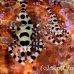 shrimp_coleman_bhr_tam_h_0404_bal6267.jpg
